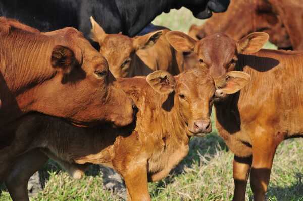 El sector ganadero cierra un año positivo, con tareas pendientes para “sostener la inversión y mejorar la eficiencia”
