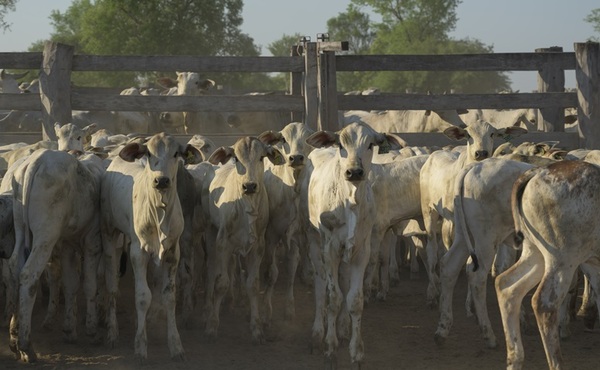 Más preñez, más terneros y más ingresos: el impacto económico de la sanidad en los vientres