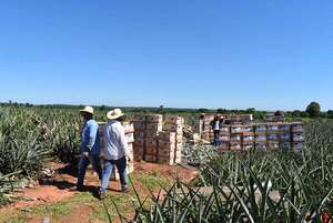 Guayaybí: productores de piña esperan buena venta para la Navidad y Año Nuevo - Nacionales - ABC Color
