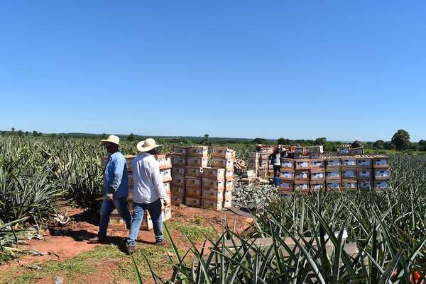 Guayaybí: productores de piña esperan buena venta para la Navidad y Año Nuevo - Nacionales - ABC Color