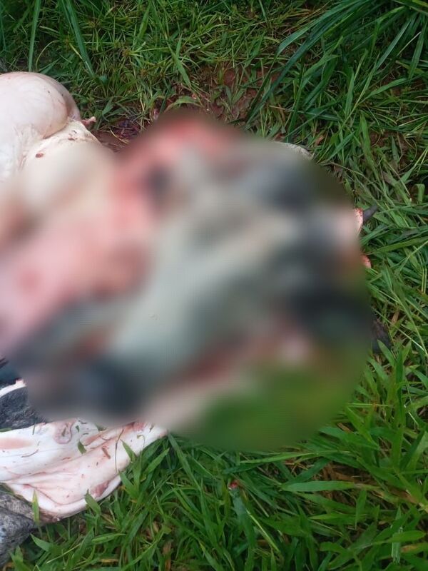 Abigeato en Jhugua Po’i: faenan un buey y abandonan restos en un potrero - Concepción al Día