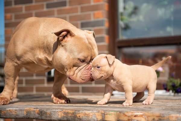 Mitos y verdades sobre las razas “peligrosas”: ¿es su ADN o es la educación? - Mascotas - ABC Color