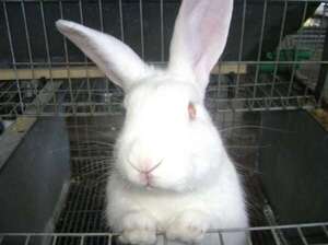 Detienen a dos jóvenes por robo de conejos - Policiales - ABC Color