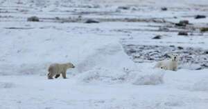 Osa polar cuida a osezno adoptado: un raro suceso en la capital mundial del oso polar - Ciencia - ABC Color