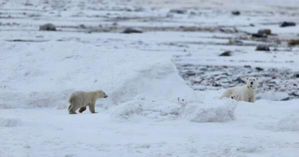 Osa polar cuida a osezno adoptado: un raro suceso en la capital mundial del oso polar - Ciencia - ABC Color