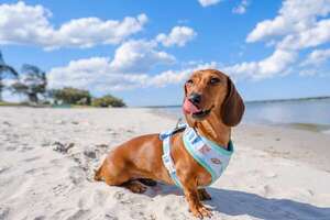 Olas, patas y seguridad: siete riesgos playeros ocultos para tu mejor amigo peludo - Mascotas - ABC Color