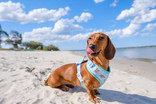 Olas, patas y seguridad: siete riesgos playeros ocultos para tu mejor amigo peludo - Mascotas - ABC Color