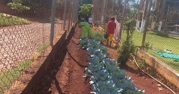 La Nación / SNPP capacitó en horticultura a 27 internos del Centro Educativo de CDE