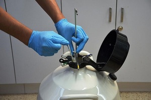 Genética bovina paraguaya: demanda internacional firme y cautela ante el futuro sanitario