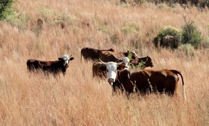 La fiebre aftosa avanza en Sudáfrica: anuncian “crisis económica” y una ganadería tendiendo a “desmoronarse”