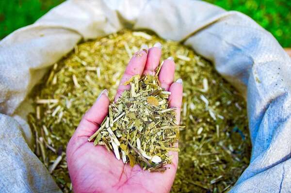 Plan Nacional de la Yerba Mate traza hoja de ruta 2030
