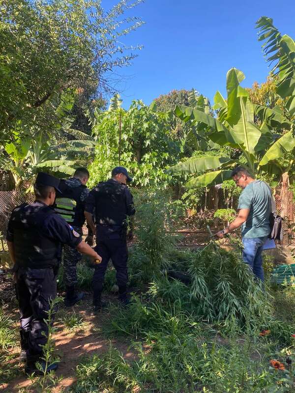 Procedimiento fiscal y policial incautó plantines de marihuana en una vivienda de la capital de Misiones - Policiales - ABC Color