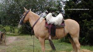 Menor de 14 fue pateado por un caballo y terminó internado