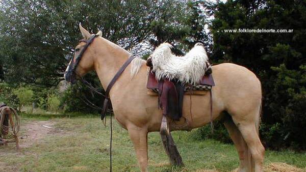 Menor de 14 fue pateado por un caballo y terminó internado