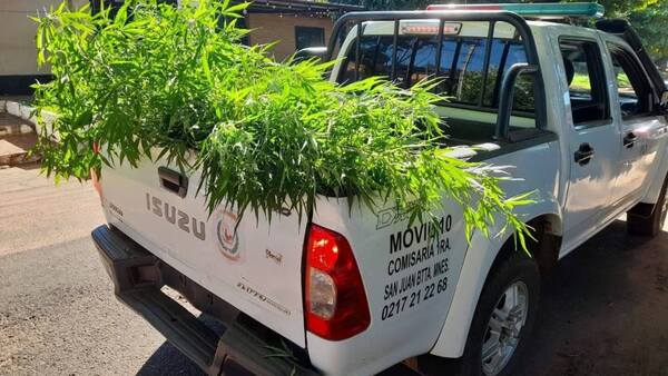 ¿Pasto para el pesebre?: Incautaron dos “plantitas” y las llevaron en patrullera
