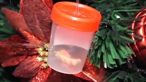 Ineram “decora” arbolito de Navidad con cuerpos extraños extraídos de las vías respiratorias