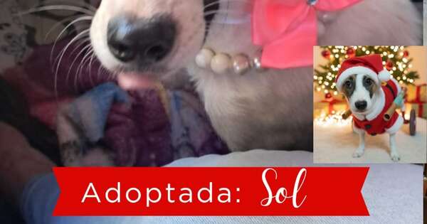 La Nación / Perros y gatos recuperados son rápidamente adoptados tras lanzamiento de catálogo navideño