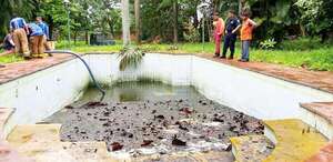 Piscinas: estas son las recomendaciones para evitar criaderos de mosquitos - Nacionales - ABC Color