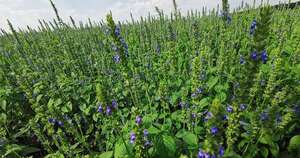 La Nación / Chía deberá cumplir nuevos requisitos sanitarios para exportaciones a Japón