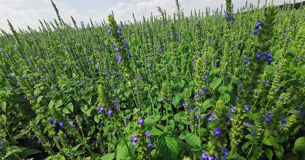 La Nación / Chía deberá cumplir nuevos requisitos sanitarios para exportaciones a Japón