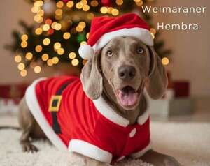 ¡Año nuevo, vida nueva! Mirá el catálogo de adopción de Defensa Animal - Nacionales - ABC Color