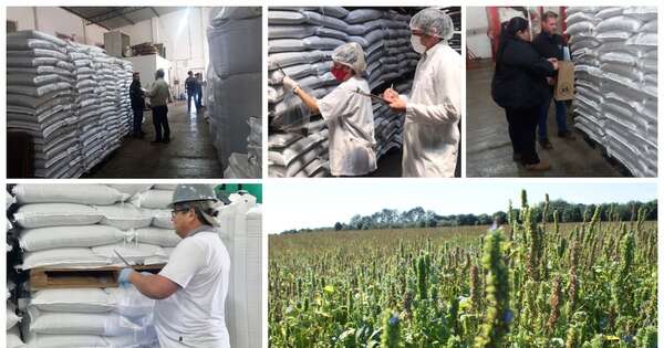 Diario HOY | Establecen requisitos para la exportación de chía a Japón