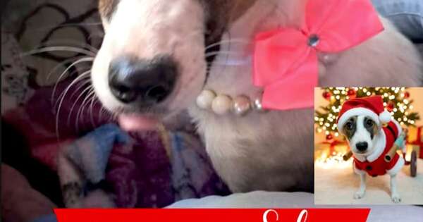 La Nación / Realizan campaña de adopción de mascotas