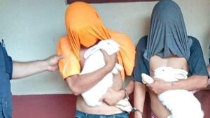 Ni los conejos se salvan de los ladrones para esta Navidad