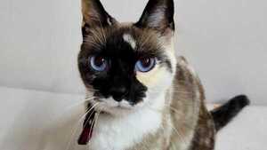 La gata que hizo movilizar a la poli y recibió disculpas públicas