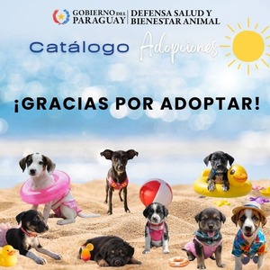 Popular / Instan a adoptar peludos rescatados en navidad