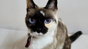 Magno S.A pidió disculpas y dará pasaje gratis por varios meses a mujer bajada de la línea 12 por viajar con su gato