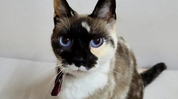 Magno S.A pidió disculpas y dará pasaje gratis por varios meses a mujer bajada de la línea 12 por viajar con su gato