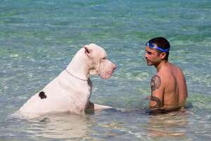 Nadar no es para todos: ¿qué razas de perro son realmente buenas en el agua? - Mascotas - ABC Color