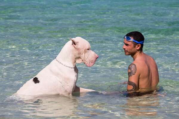 Nadar no es para todos: ¿qué razas de perro son realmente buenas en el agua? - Mascotas - ABC Color