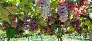 La Colmena: con más de 50 feriantes arranca mañana la XV Expo Frutas - Nacionales - ABC Color