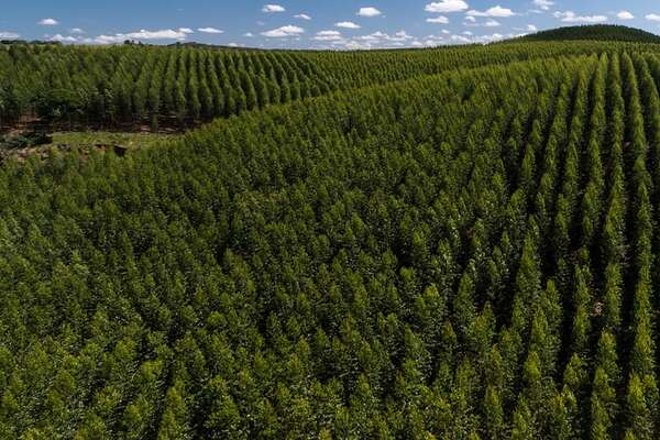 Sector forestal: oportunidades y desafíos para convertirse en un motor significativo de desarrollo  - Negocios - ABC Color