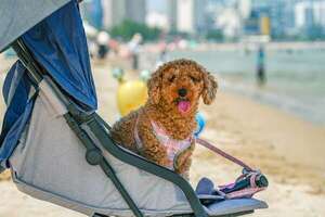 Prevención de golpes de calor: cómo proteger a tu perro en la playa y reconocer la emergencia - Mascotas - ABC Color