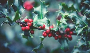 Las 7 plantas naturales que eligen las floristas para lograr una casa espectacular esta Navidad