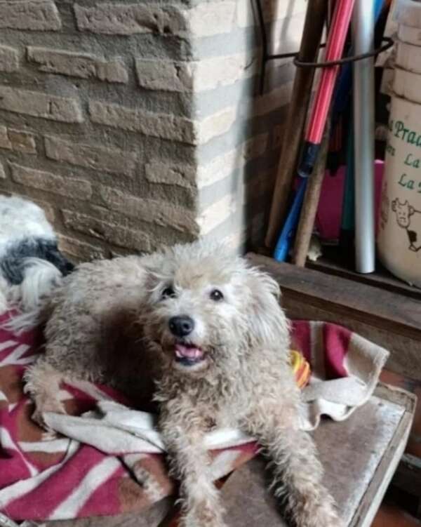 Sami - Encontrá a tu mascota - ABC Color