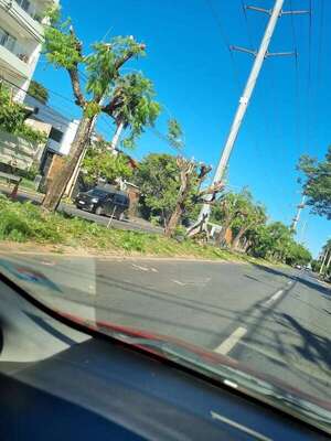 Vecinos denuncian poda indiscriminada de árboles en la avenida Primer Presidente - Nacionales - ABC Color