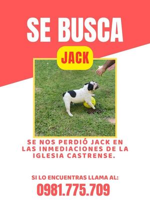 Popular / Familia busca a Jack, la mascota que está perdida desde el martes