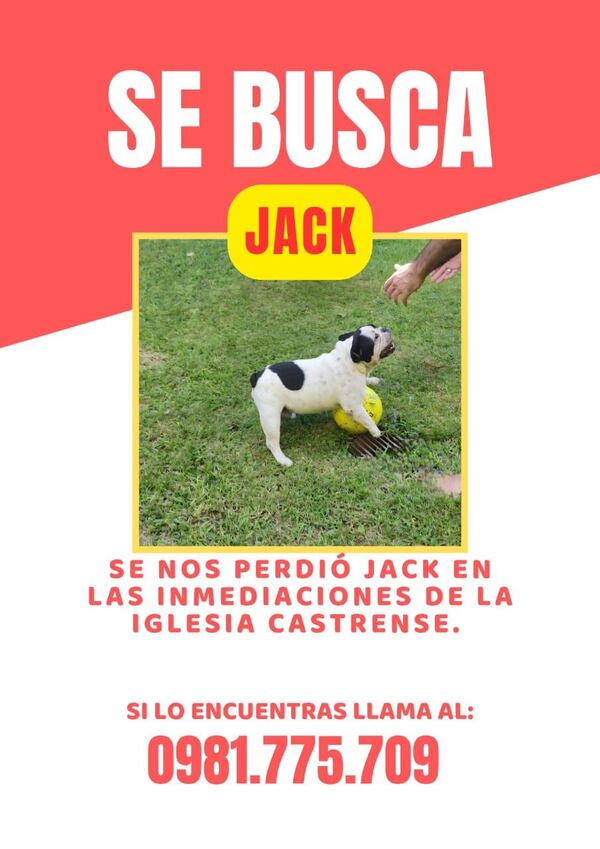 Popular / Familia busca a Jack, la mascota que está perdida desde el martes