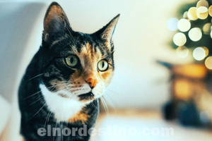 El éxito y la decepción representados en dos importantes ciudades del turismo de compras fronterizo entre Paraguay con Brasil  - El Nordestino