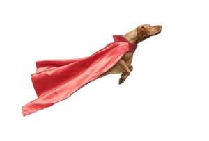 ¡Perros que saludan a lo grande! Cómo evitar que salten sobre tus invitados - Mascotas - ABC Color