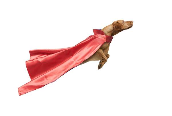 ¡Perros que saludan a lo grande! Cómo evitar que salten sobre tus invitados - Mascotas - ABC Color