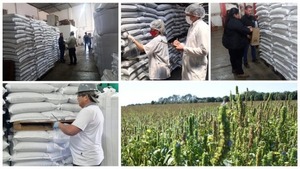 Senave establece requisitos para la exportación de chía a Japón - ADN Digital