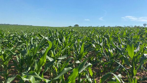 ​Excelentes resultados en los maizales, tras donación de INDERT-UGP