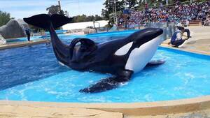 Murió la última orca en cautiverio de Latinoamérica