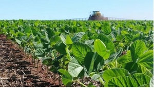 En los próximos 5 años, Paraguay podría llegar a producir 15 millones de toneladas de soja, afirman - ADN Digital