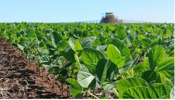 En los próximos 5 años, Paraguay podría llegar a producir 15 millones de toneladas de soja, afirman - ADN Digital